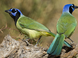 Green Jay  Texas  USA
