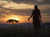Maasai Tribesman Carrying a Stick on the Savannah at Sunset  Maasai Mara National Reserve  Kenya