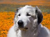 Great Pyrenees Standing in Field of Wild Poppy Flowers  Antelope Valley  California  USA