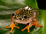 Starry Night Reed Frog  Heterixalus Alboguttatus  Native to Madagascar