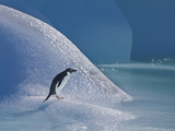Adelie Penguin  Devil Island  Antartica  Antarctic