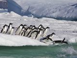 Adelie Penguins  Devil Island  Antartica  Antarctic