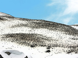 Thousands of Gentoo Penguins and Chicks (Pygoscelis Papua) at Rookery in Gibbs  Antarctica