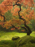 Japanese Maple at the Portland Japanese Garden  Oregon  USA