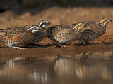 Northern Bobwhites  Santa Clara Ranch  Texas  USA