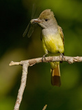 Great Crested Flycatcher  Pennsylvania  USA