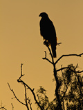 Harris's Hawk  Texas  USA