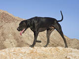 Black German Shorthaired Pointer Walking on Top of Hill in the Colorado Desert in California  USA
