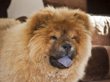 A Chow Chow Puppy Standing Indoors with Tan Background