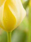 Yellow Tulip