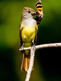 Great Crested Flycatcher Myiarchus Crinitus Central Pennsylvania
