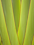Palm Frond Pattern  Coral Coast  Viti Levu  Fiji  South Pacific