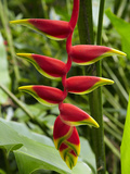 Heliconia Flower  Kula Eco Park  Coral Coast  Viti Levu  Fiji  South Pacific