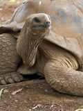 Seychelle Aldabran Land Tortoise  Casela Park  Mauritius