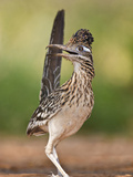 Greater Roadrunner  Texas  USA
