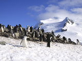 Gentoo Penguins and Chicks (Pygoscelis Papua) at Rookery in Paradise Harbor  Antarctica