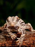 Gargoyle Gecko  Rhacodactylus Auriculatus  Native to New Caledonia