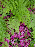 Forest Ferns  Armadale Castle and Gardens  Armadale  Isle of Skye  Inner Hebrides  Scotland