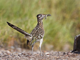 Greater Roadrunner  Texas  USA