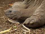 Seychelle Aldabran Land Tortoise  Casela Park  Mauritius