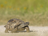 Texas Tortoise  Texas  USA