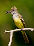 Great Crested Flycatcher Myiarchus Crinitus Central Pennsylvania
