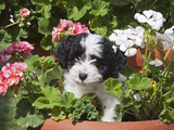 A Havanese Puppy in a Flower Pot Surrounded by Flowers  California  USA