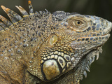 Green Iguana (Iguana Iguana)  Green Iguana Exhibit  San Ignacio  Belize