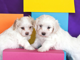 Two Havanes Puppies with Colorful Background  California  USA