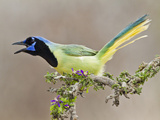Green Jay  Texas  USA