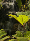 Plant Detail at a Botanical Garden  Quito  Ecuador