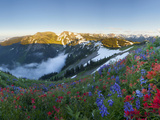 Indian Paintbrush and Lupine  Olympic National Park  Washington  USA