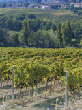 Vineyard  Montefalco  Italy