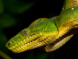Emerald Tree Boa  Corallus Caninus  Native to Northern South America