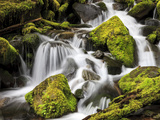 Lush Waterfall  Olympic National Park  Washington  USA