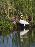 Great Egret  Caddo Lake  Texas  USA