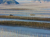 Fishing Boat Sailing Through Bamboo Sticks  Seaweed Farm  East China Sea  Xiapu  Fujian  China