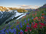 Indian Paintbrush and Lupine  Olympic National Park  Washington  USA