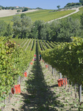 Grape Harvest  Montefalco  Italy