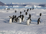 Adelie Penguins  Devil Island  Antartica  Antarctic