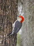 Red-Bellied Woodpecker  Texas  USA