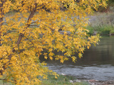 Salmon River  Idaho  USA