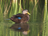 Mottled Duck  Texas  USA