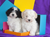 Two Havanese Puppies Sitting Together Surrounded by Colors  California  USA