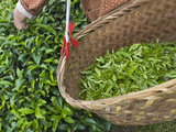 Harvesting Tieguanyin Tea Leaves at a Tea Plantation  Fujian  China
