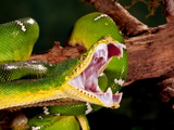 Emerald Tree Boa  Corallus Caninus  Native to Northern South America