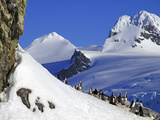 Gentoo Penguins and Chicks (Pygoscelis Papua) at Rookery in Paradise Harbor  Antarctica