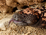 Gila Monster Heloderma Horridum Native to the South Western United States of America