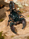 Emperor Scorpion  Pandinus Imperator  Native to Africa