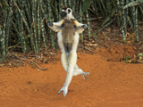 Madagascar Verreaux's Sifaka (Propithecus Verreauxi)  Berenty Private Reserve  Madagascar